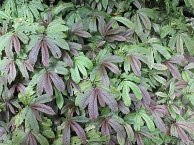 Elatostema rugosum, photographed by Joe Dillon