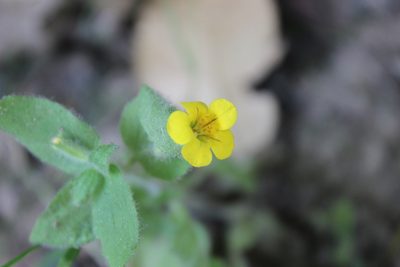 Erythranthe moschata, photographed by Joe Dillon