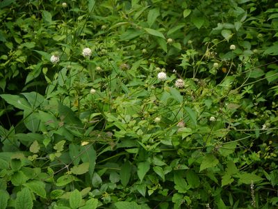 Dipsacus inermis, photographed by Dinesh Valke