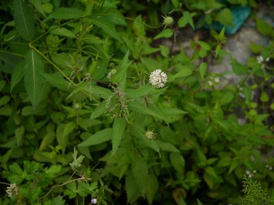 Dipsacus inermis, photographed by Dinesh Valke