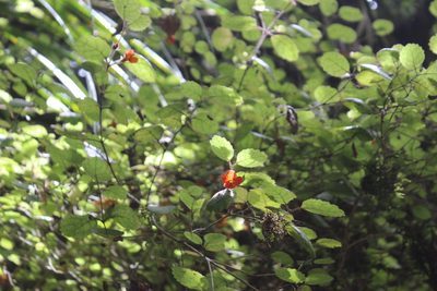 Rhabdothamnus solandri, photographed by Joe Dillon