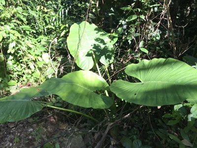 Alocasia macrorrhizos, photographed by Scott Edmunds