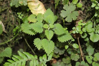 Urtica sykesii, photographed by Joe Dillon