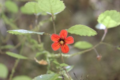 Rhabdothamnus solandri, photographed by Joe Dillon