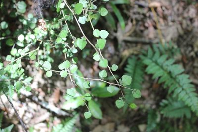 Streblus heterophyllus, photographed by Joe Dillon