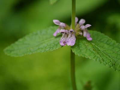 Stachys splendens, photographed by Dinesh Valke
