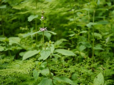 Stachys splendens, photographed by Dinesh Valke