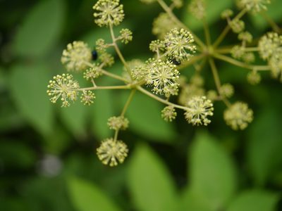 Aralia cachemirica, photographed by Dinesh Valke