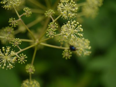 Aralia cachemirica, photographed by Dinesh Valke