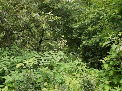 Aralia cachemirica, photographed by Dinesh Valke