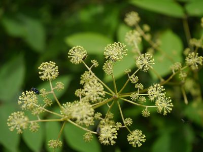 Aralia cachemirica, photographed by Dinesh Valke