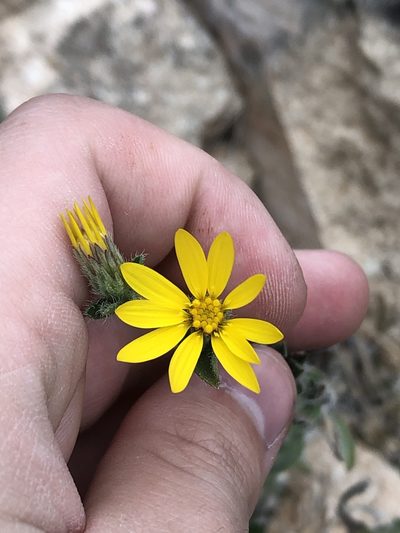 Heterotheca marginata, photographed by Jared Shorma