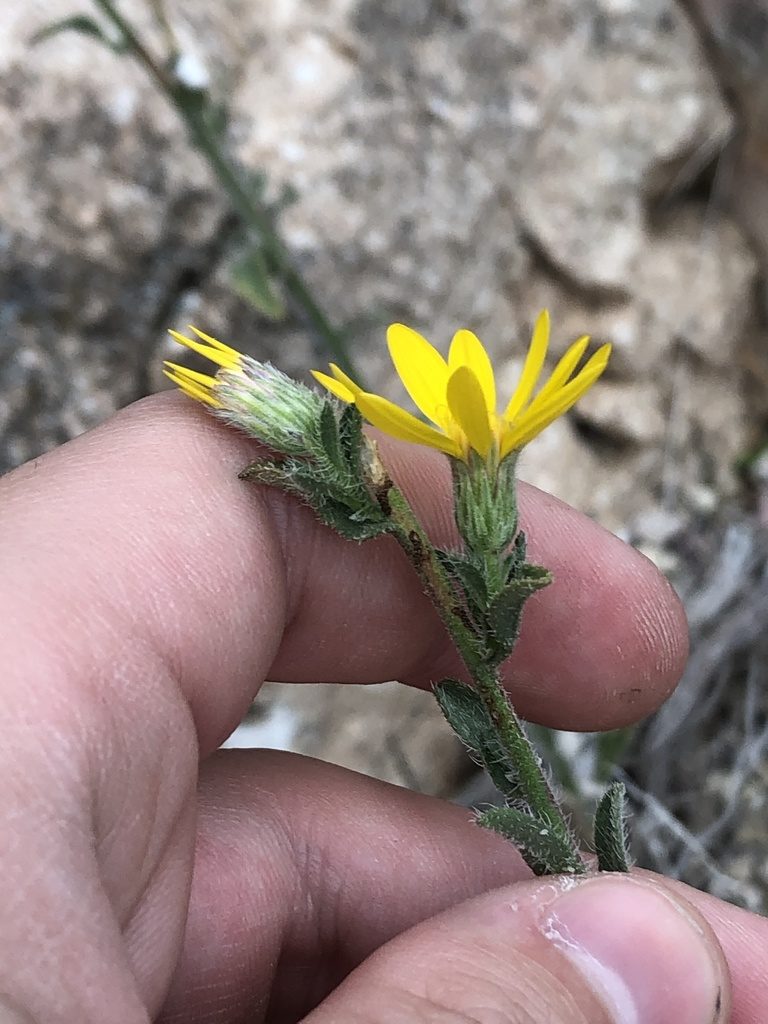 Heterotheca marginata, photographed by Jared Shorma