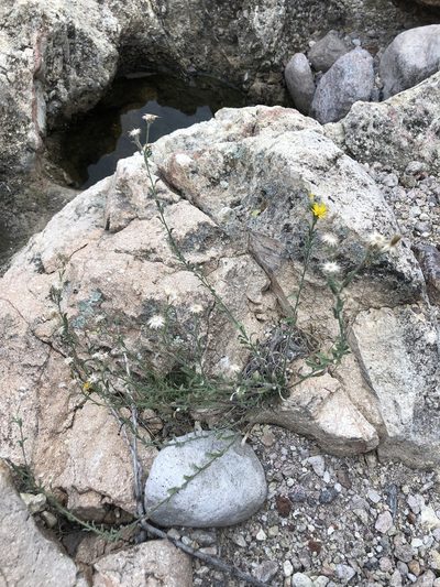 Heterotheca marginata, photographed by Jared Shorma