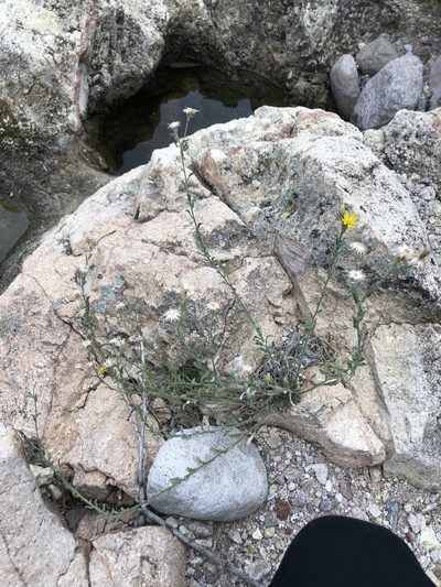 Heterotheca marginata, photographed by Jared Shorma
