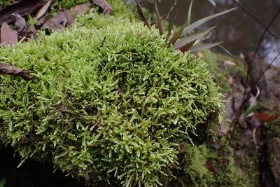 Calliergonella lindbergii, photographed by John Kees