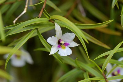 Dendrobium cunninghamii, photographed by Christopher Stephens