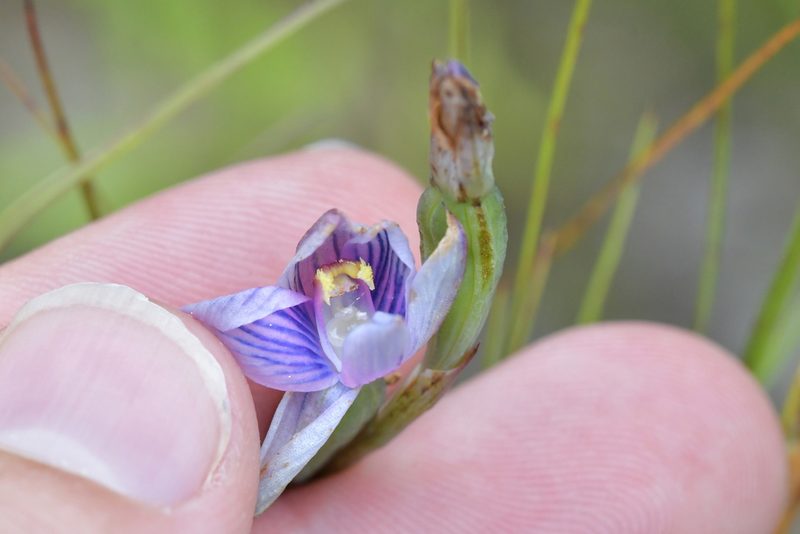 Thelymitra pulchella, photographed by Christopher Stephens