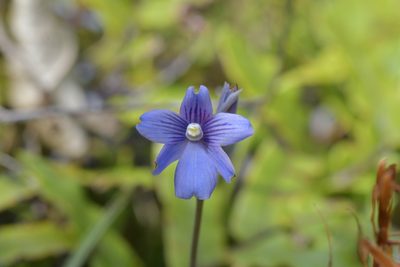 Thelymitra cyanea, photographed by Christopher Stephens