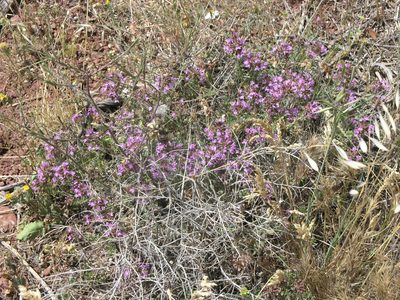 Thymus saturejoides, photographed by Oleg Kosterin
