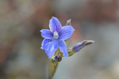 Thelymitra cyanea, photographed by Christopher Stephens