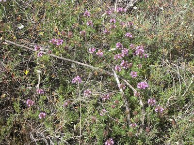 Thymus saturejoides, photographed by Oleg Kosterin