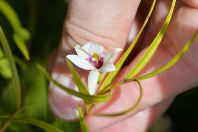 Dendrobium cunninghamii, photographed by Christopher Stephens