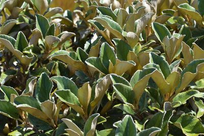 Brachyglottis elaeagnifolia, photographed by Christopher Stephens