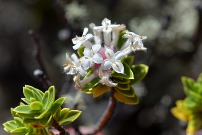 Pimelea gnidia, photographed by Christopher Stephens