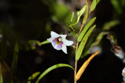 Dendrobium cunninghamii, photographed by Christopher Stephens