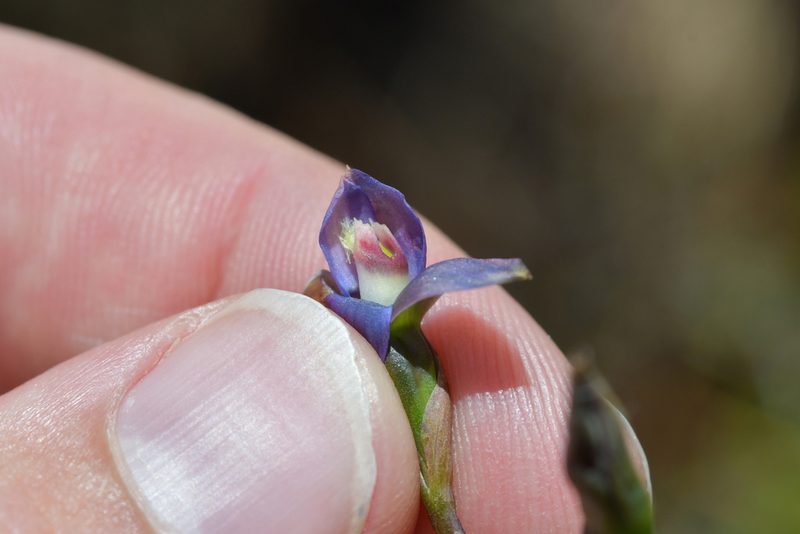 Thelymitra formosa, photographed by Christopher Stephens