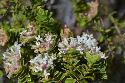 Pimelea gnidia, photographed by Christopher Stephens