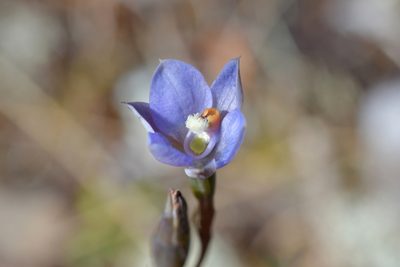 Thelymitra hatchii, photographed by Christopher Stephens