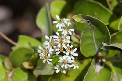 Olearia arborescens, photographed by Christopher Stephens