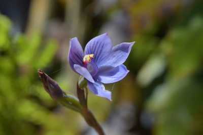 Thelymitra pulchella, photographed by Christopher Stephens