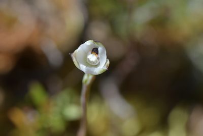 Thelymitra longifolia, photographed by Christopher Stephens