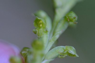 Microtis unifolia, photographed by Christopher Stephens