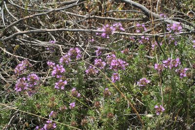Thymus saturejoides, photographed by Oleg Kosterin