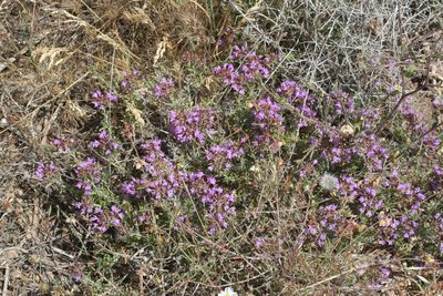 Thymus saturejoides, photographed by Oleg Kosterin