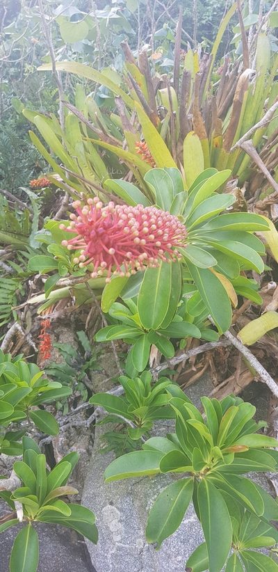 Schwartzia brasiliensis, photographed by LPB