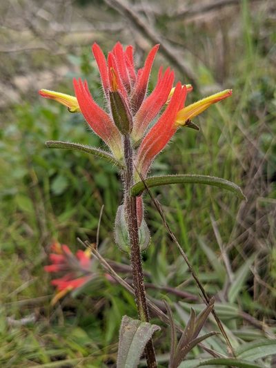 Castilleja subinclusa, photographed by Franco Folini