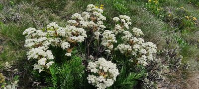 Aciphylla glacialis, photographed by spacegecko