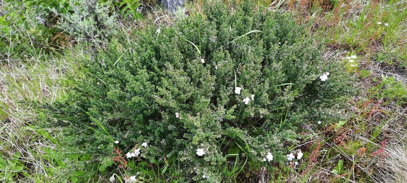 Prostanthera cuneata, photographed by spacegecko