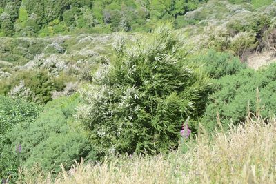 Kunzea robusta, photographed by Jon Sullivan