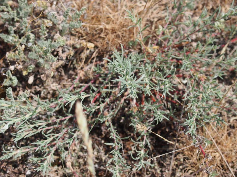 Camphorosma annua, photographed by Zoltán Nagy