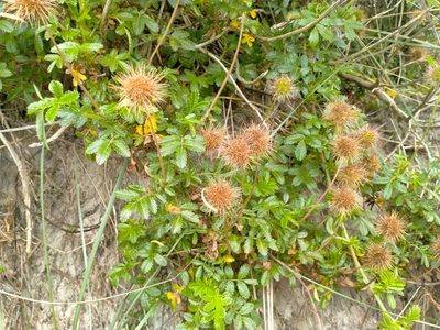 Acaena pallida, photographed by John Barkla