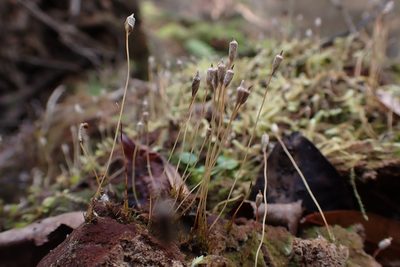 Pogonatum pensilvanicum, photographed by John Kees