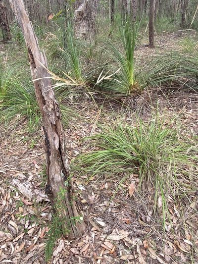 Anisopogon avenaceus, photographed by prossington