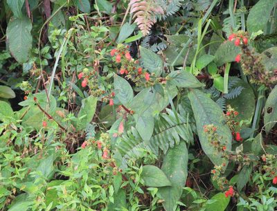 Kohleria spicata, photographed by Ashwin Srinivasan