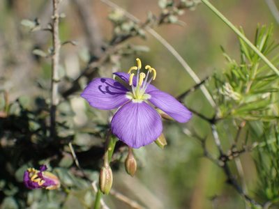 Heliophila suavissima, photographed by Mahomed Desai